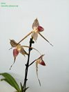 Paphiopedilum Lаdy Isabel
